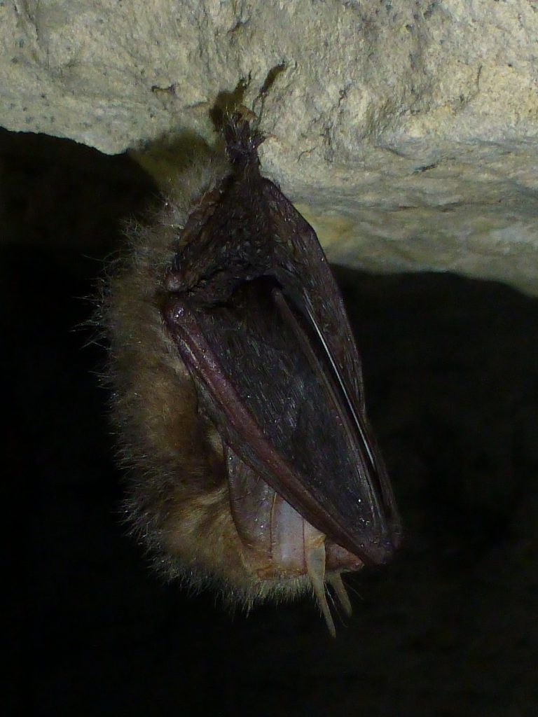 Oreillard roux en hibernation dans une cave